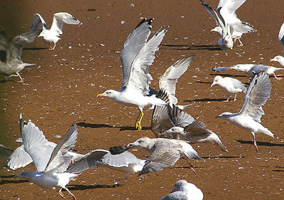 YELLOW LEGGED GULL ( Larus michahellis ) . THE OTTER ESTUARY . DEVON . 17 . 9 . 2010