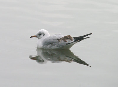 g9/47/1139747/3/154666295.R6W3uSuM.jpg