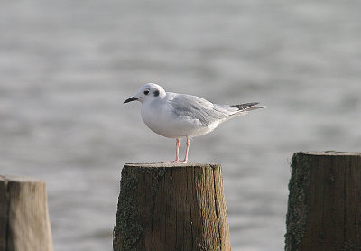 BONAPARTE`S GULL ( Chroicocephalus philadelphia ) . DAWLISH WARREN . DEVON . 12 . 11 . 2013