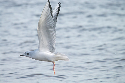 BONAPARTE`S GULL ( Chroicocephalus philadelphia ) , DAWLISH WARREN , DEVON , 12 , 11 , 2013