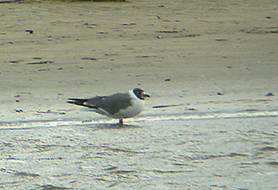 LAUGHING GULL ( Larus atricilla ) . THE TAW ESTUARY . BARNSTAPLE . DEVON . 1 . 4 . 2006