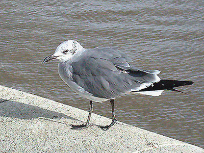 LAUGHING GULL ( Larus atricilla ) , BIDEFORD , DEVON , 9 , 11 , 2005
