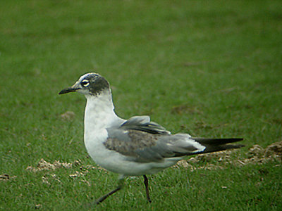 FRANKLIN`S GULL ( Larus vpipixcan ) . THE SKIRN . NORTHAM BURROWS . DEVON . 1 . 4 . 2006