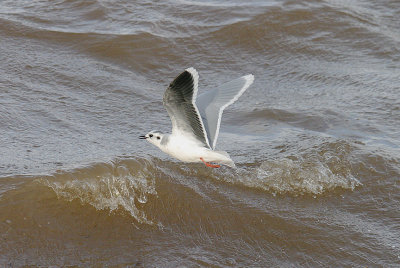 LITTLE GULL ( Hydrocoloeus minutus ) ( Adult Winter ) , THE EXE ESTUARY , EXMOUTH , DEVON , 15 , 2 , 2014