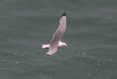 BLACK-LEGGED KITTIWAKE ( Rissa tridactyla ) . BERRY HEAD . DEVON . 14 . 7 . 2010