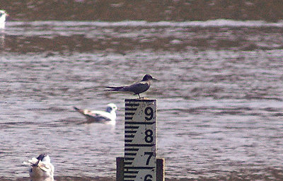 BLACK TERN ( Chlidonias niger ) . BOWLING GREEN MARSH . TOPSHAM . DEVON . 19 . 4 . 2011