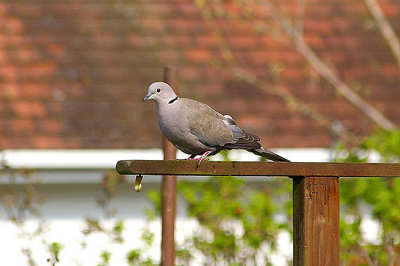 EURASIAN COLLARED DOVE ( Streptopelia decaocto ) .TOPSHAM . DEVON . 23 . 3 . 2011