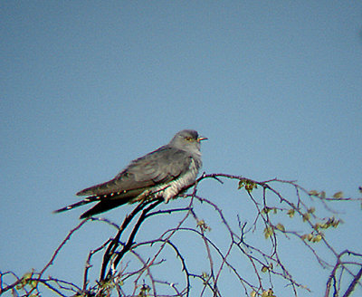 COMMON CUCKOO ( Male ) ( Cuculus canorus ) , HAWKERLAND COMMON , DEVON , 20 , 4 , 2009