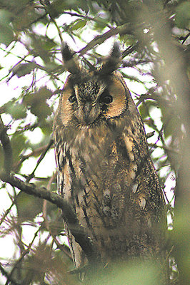 LONG-EARED OWL ( Asio otus ) . EXMINSTER MARSH . DEVON . 27 . 12 . 2011