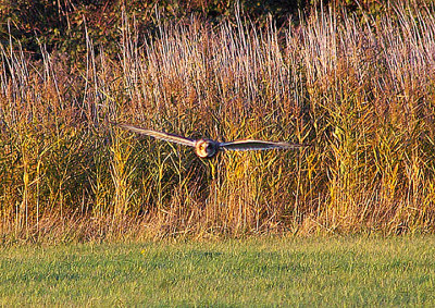SHORT-EARED OWL ( Asio flammeus ) . THE EXMINSTER MARSHES . DEVON . 27 . 10 . 2010