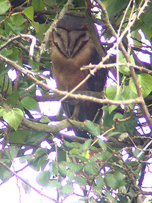 BARN OWL ( Tyto alba guttata ) . BOWLING GREEN MARSH . TOPSHAM . DEVON . 4 . 3 . 2003