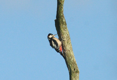 GREAT SPOTTED WOODPECKER ( Dendrocopos major ) . Nr TOPSHAM CEMETERY . DEVON . 4 . 11 . 2013