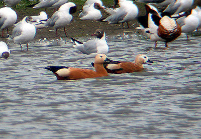 RUDDY SHELDUCK ( Tadorna ferruginea ) . BOWLING GREEN MARSH . TOPSHAM . DEVON . 4 / 7 / 2002