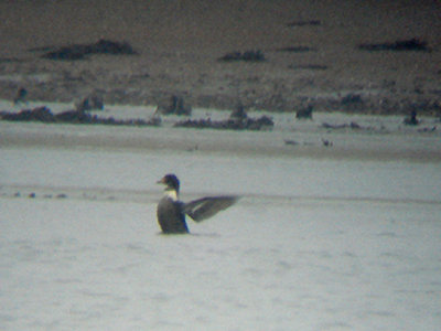KING EIDER ( Somateria spectabilis ) , NORTHAM BURROWS , DEVON , 20 , 2 , 2008