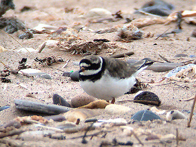 COMMON RINGED PLOVER ( Charadrius hiaticula ) , DAWLISH WARREN , DEVON , 18 , 7 , 2004