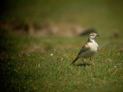 GREATER SHORT TOED LARK ( Calandrella brachydactyla ) . NORTHAM BURROWS . DEVON 9 , 5 , 2003