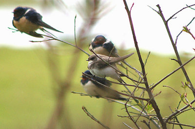 SAND MARTIN ( Riparia riparia ) . BOWLING GREEN MARSH . TOPSHAM . DEVON . 31 . 3 . 2010