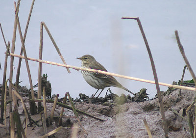 WATER PIPIT ( Anthus spinoletta ) . THE RECREATION GROUND . TOPSHAM . DEVON . 28 . 11 . 2013