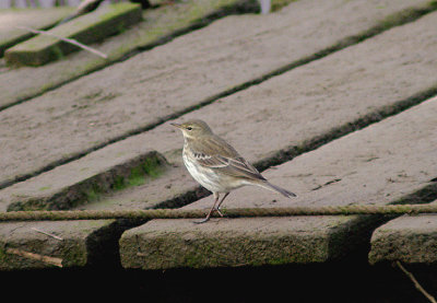 WATER PIPIT ( Anthus spinoletta ) . THE TOPSHAM RECREATION GROUND , DEVON . 28 . 11 . 2013
