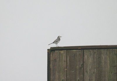 WHITE WAGTAIL ( Motacilla alba ) . COLATON RALEIGH COMMON . DEVON . 11 . 11 . 2013