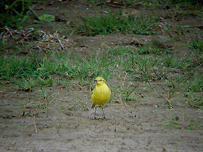 YELLOW WAGTAIL ( Motacilla flava ) , EXMINSTER MARSH , DEVON , 22 , 4 , 2009