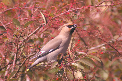 BOHEMIAN WAXWING ( Bombycilla garrulus ) . TOPSHAM . DEVON . 3 . 4 . 2013