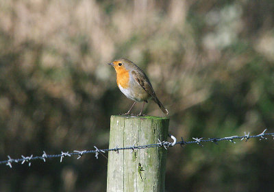 EUROPEAN ROBIN ( Erithacus rubecula ) . BOWLING GREEN MARSH . TOPSHAM . DEVON . 17 . 1 . 2014