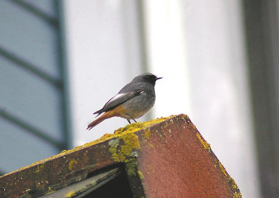 BLACK REDSTART ( Phoenicurus ochruros ) . Nr EXMOUTH YACHT CLUB . DEVON . 20 . 12 . 2012
