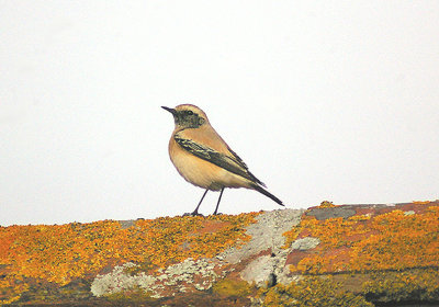 DESERT WHEATEAR ( Oenanthe deserti ) . MANSANDS . DEVON . 18 . 11 . 2011