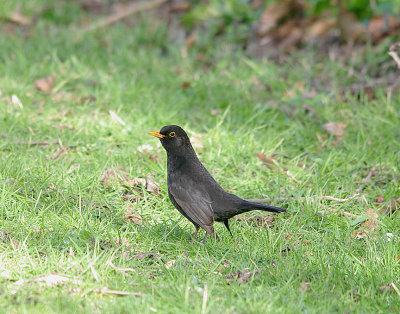 COMMON BLACKBIRD ( Turdus merula ) . THE LUDWELL VALLEY COUNTRY PARK . EXETER . DEVON . 27 . 2 . 2014