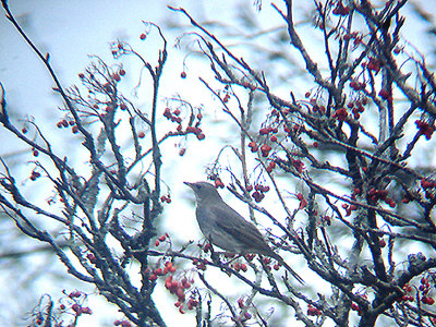 BLACK THROATED THRUSH ( 1st winter male ) ( Turdus atrogularis ) . SCORRITON DOWN . DARTMOOR . DEVON . 28 . 10 . 2009