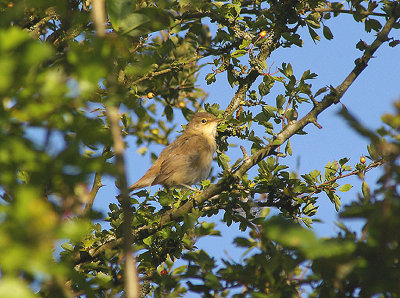 COMMON CHIFFCHAFF ( Phylloscopus collybita ) . BOWLING GREEN MARSH . TOPSHAM . DEVON . 8 . 8 . 2010