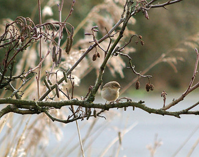 (Siberian ) CHIFFCHAFF ( Phylloscopus collybita tristis ) . BROADSANDS . DEVON . 31 . 1 . 2010