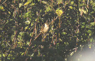 DUSKY WARBLER ( Phylloscopus fuscatus ) . GORE LANE . EXMOUTH . DEVON . 28 . 10 . 2011