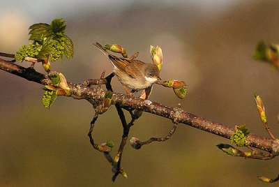 COMMON WHITETHROAT ( Sylvia communis ) . EXMINSTER MARSH . DEVON . 30 . 4 . 2013