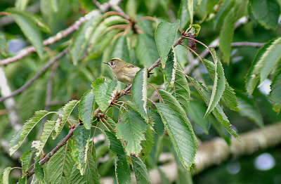 GOLDCREST ( Regulus regulus ) . THE TOPSHAM CEMETERY . DEVON . 27. 9 . 2013