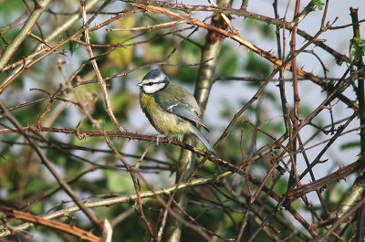 EUROPEAN BLUE TIT ( Cyanistes caeruleus ) . BOWLING GREEN MARSH . TOPSHAM . DEVON . 6 . 1 . 2014