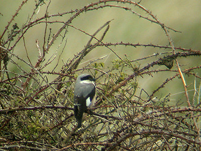 LESSER GREY SHRIKE ( Lanius minor ) . DAWLISH WARREN . DEVON . 26 / 5 / 2002