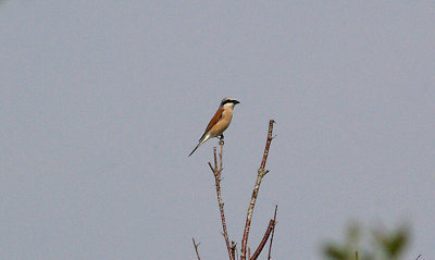 RED BACKED SHRIKE ( Adult ) ( Lanius collurio ) . THE SOUSENS PLANTATION . DARTMOOR . DEVON . 25 . 5 . 2010