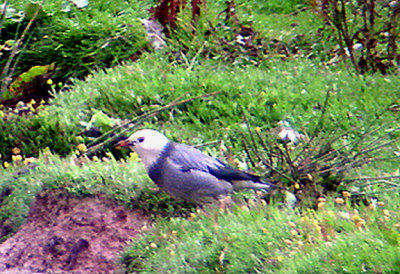 RED-BILLED STARLING ( Sturnus sericeus ) ( Escape ) . BOWLING GREEN MARSH . TOPSHAM . DEVON . 27 / 6 / 2006