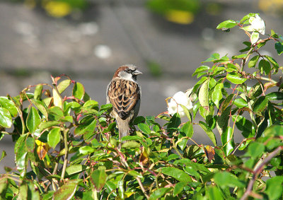 HOUSE SPARROW ( Passer domesticus ) . EXETER . DEVON . 23 . 10 . 2013