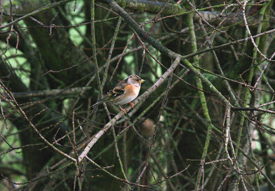 BRAMBLING ( Fringilla montifringilla ) . DARTS FARM . TOPSHAM . DEVON . 21 . 1 . 2014