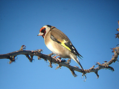 EUROPEAN GOLDFINCH ( Carduelis carduelis ) . THE RECREATION GROUND . TOPSHAM . DEVON . 11 . 2 . 2008