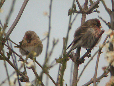 LESSER REDPOLL ( Carduelis cabaret ) . TOPSHAM RECREATION GROUND . TOPSHAM . DEVON. 1 . 3 . 2004