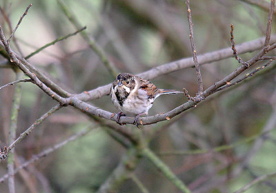 COMMON REED BUNTING ( Male ) ( Emberiza schoeniclus ) . DARTS FARM . TOPSHAM . DEVON . 22 . 1 . 2014