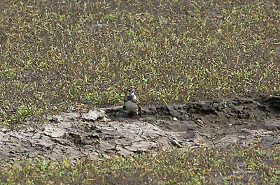 LAPLAND BUNTING ( Calcarius lapponicus ) . THE SKIRN . NORTHAM BURROWS . DEVON . 18 . 9 . 2010