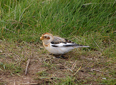 SNOW BUNTING ( Plectrophenax nivalis ) . THE TURF LOCKS . DEVON . 1 . 12 . 2010
