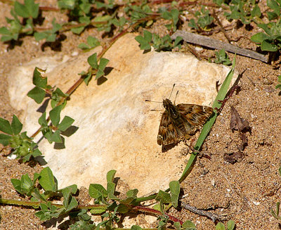FALSE MALLOW SKIPPER ( Carcharodus tripolinus ) . THE OUED MASSA RESERVE . MOROCCO . 9 . 3 . 2010