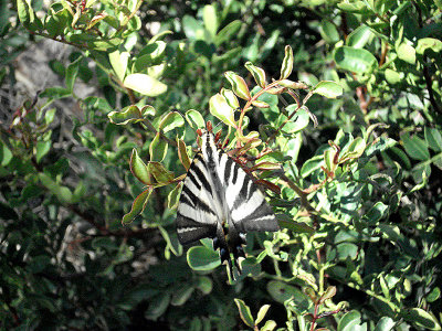 SCARCE SWALLOWTAIL ( Iphiclides podalirius ) . VILA VEHLA DE RODAO . PORTUGAL . 28 . 8 . 2009
