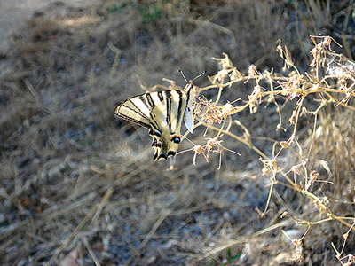 SCARCE SWALLOWTAIL (Iphiclides podalirius ) . VILA VEHLA DE RODAO . PORTUGAL . 28 . 8 . 2009